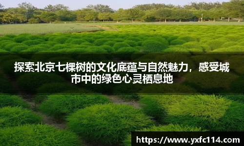 熊猫体育直播